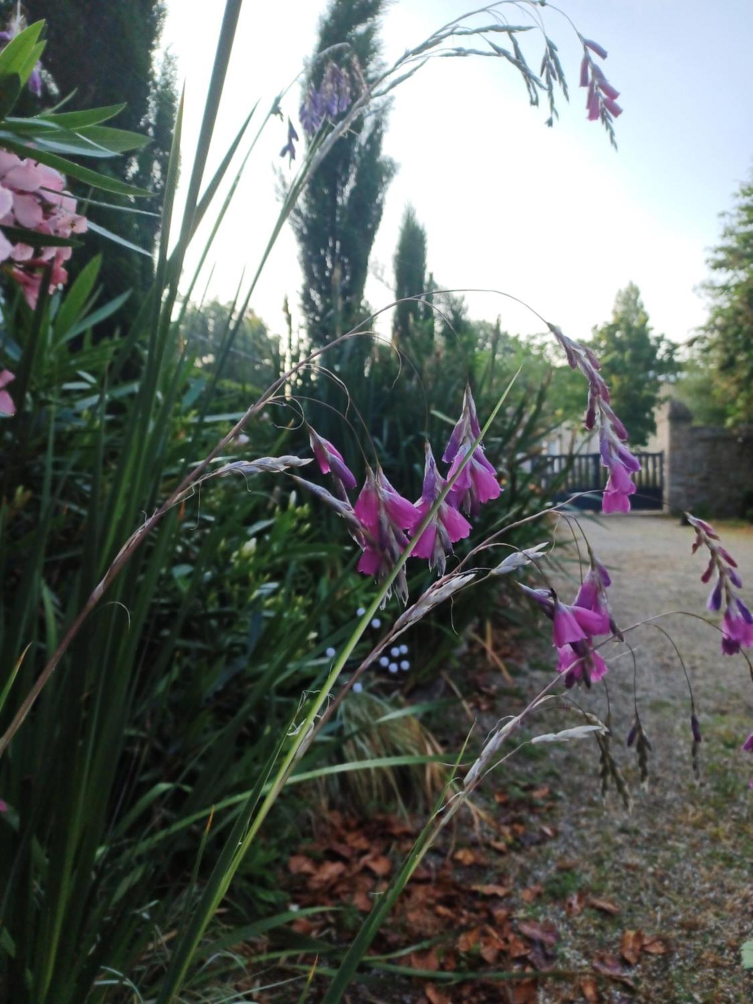 Bed and Breakfast Le Banellou Quimper Exterior foto